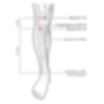 location of acupoint stomach 36