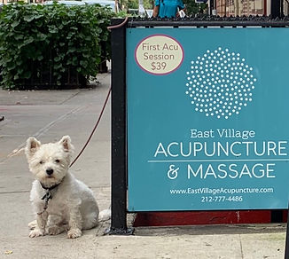 westie puppy sitting beside East Village Acupuncture sign